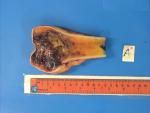 2 NMSP Circulation A21 - Bone case B3.jpg